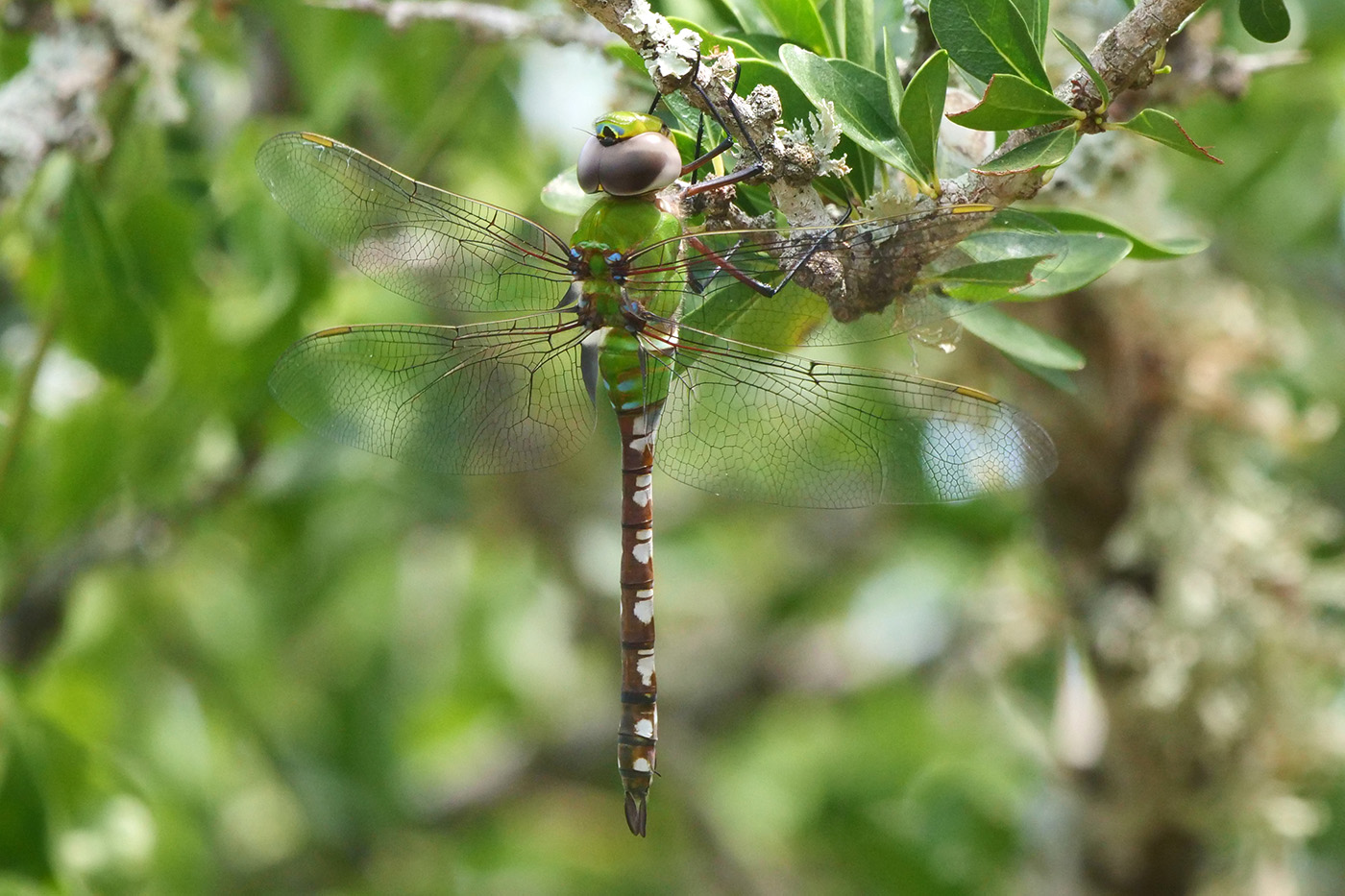 Amazon Darner